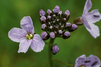 Fotografia da espécie Cardamine pratensis subesp. pratensis