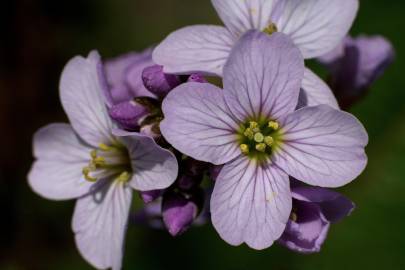 Fotografia da espécie Cardamine pratensis subesp. pratensis