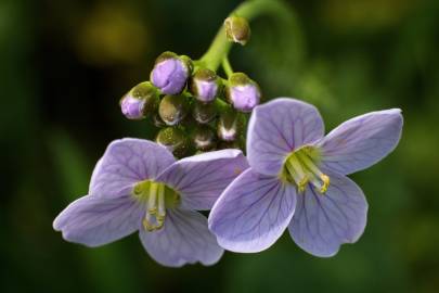 Fotografia da espécie Cardamine pratensis subesp. pratensis