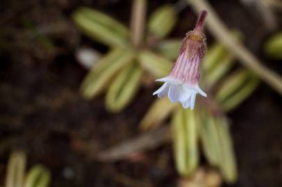 Fotografia da espécie Pinguicula lusitanica