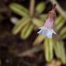 Fotografia 7 da espécie Pinguicula lusitanica do Jardim Botânico UTAD