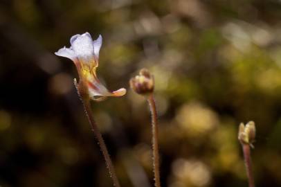 Fotografia da espécie Pinguicula lusitanica