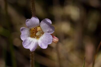 Fotografia da espécie Pinguicula lusitanica