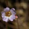 Fotografia 9 da espécie Pinguicula lusitanica do Jardim Botânico UTAD