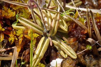 Fotografia da espécie Pinguicula lusitanica