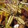 Fotografia 10 da espécie Pinguicula lusitanica do Jardim Botânico UTAD