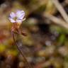 Fotografia 12 da espécie Pinguicula lusitanica do Jardim Botânico UTAD