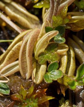 Fotografia 13 da espécie Pinguicula lusitanica no Jardim Botânico UTAD