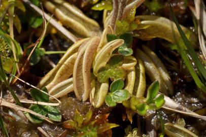 Fotografia da espécie Pinguicula lusitanica