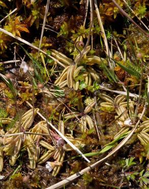 Fotografia 14 da espécie Pinguicula lusitanica no Jardim Botânico UTAD