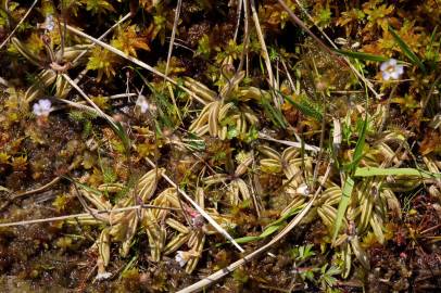 Fotografia da espécie Pinguicula lusitanica