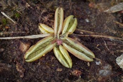 Fotografia da espécie Pinguicula lusitanica