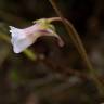 Fotografia 16 da espécie Pinguicula lusitanica do Jardim Botânico UTAD