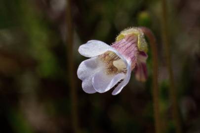 Fotografia da espécie Pinguicula lusitanica