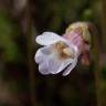 Fotografia 17 da espécie Pinguicula lusitanica do Jardim Botânico UTAD