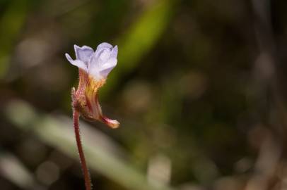 Fotografia da espécie Pinguicula lusitanica