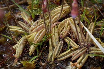 Fotografia da espécie Pinguicula lusitanica