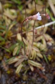 Fotografia da espécie Pinguicula lusitanica