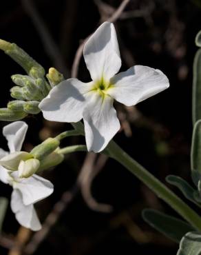 Fotografia 6 da espécie Matthiola incana subesp. incana no Jardim Botânico UTAD