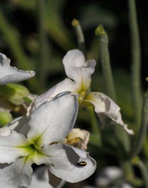 Fotografia 11 da espécie Matthiola incana subesp. incana no Jardim Botânico UTAD