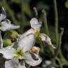 Fotografia 11 da espécie Matthiola incana subesp. incana do Jardim Botânico UTAD