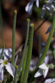 Fotografia da espécie Matthiola incana subesp. incana