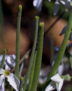 Fotografia 12 da espécie Matthiola incana subesp. incana no Jardim Botânico UTAD