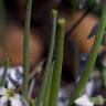 Fotografia 12 da espécie Matthiola incana subesp. incana do Jardim Botânico UTAD