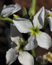 Fotografia da espécie Matthiola incana