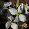 Fotografia 1 da espécie Matthiola incana subesp. incana do Jardim Botânico UTAD