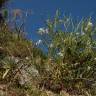 Fotografia 14 da espécie Matthiola incana subesp. incana do Jardim Botânico UTAD