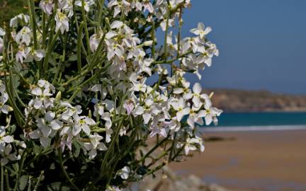 Fotografia da espécie Matthiola incana subesp. incana