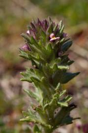 Fotografia da espécie Parentucellia latifolia