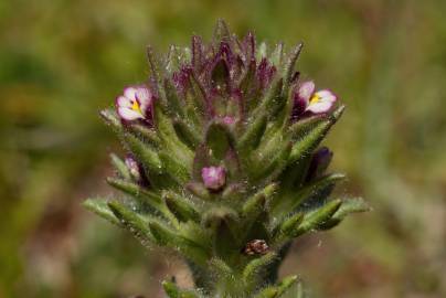 Fotografia da espécie Parentucellia latifolia