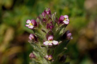 Fotografia da espécie Parentucellia latifolia