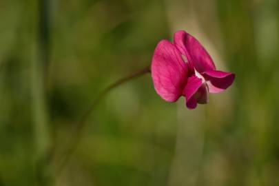 Fotografia da espécie Lathyrus nissolia