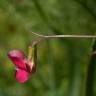 Fotografia 12 da espécie Lathyrus nissolia do Jardim Botânico UTAD