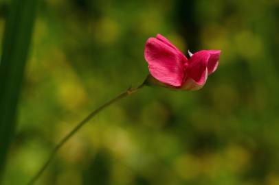 Fotografia da espécie Lathyrus nissolia