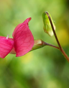 Fotografia 14 da espécie Lathyrus nissolia no Jardim Botânico UTAD