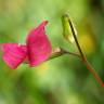 Fotografia 14 da espécie Lathyrus nissolia do Jardim Botânico UTAD