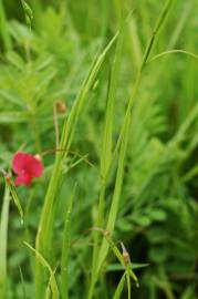 Fotografia da espécie Lathyrus nissolia