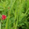 Fotografia 15 da espécie Lathyrus nissolia do Jardim Botânico UTAD