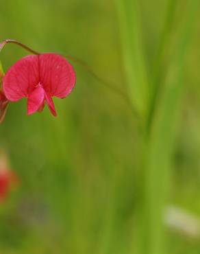 Fotografia 16 da espécie Lathyrus nissolia no Jardim Botânico UTAD