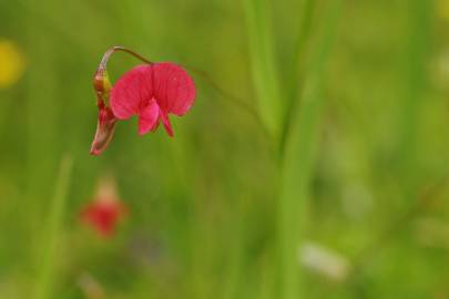 Fotografia da espécie Lathyrus nissolia