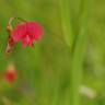 Fotografia 16 da espécie Lathyrus nissolia do Jardim Botânico UTAD