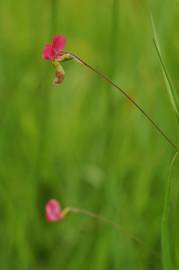 Fotografia da espécie Lathyrus nissolia