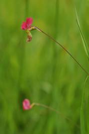 Fotografia da espécie Lathyrus nissolia