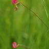 Fotografia 17 da espécie Lathyrus nissolia do Jardim Botânico UTAD