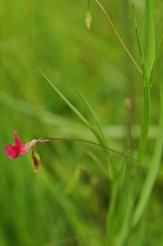 Fotografia da espécie Lathyrus nissolia