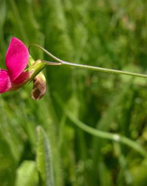 Fotografia 19 da espécie Lathyrus nissolia no Jardim Botânico UTAD